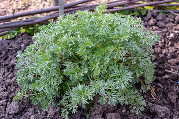 Group of fresh green leaves of Artemisia absinthium (wormwood, grand wormwood, absinthe or absinthium), in a garden in a sunny spring day