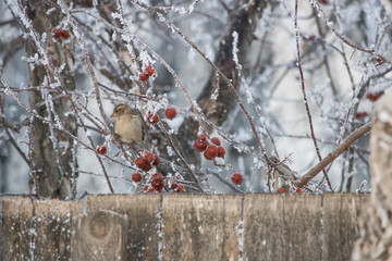 Birds in Frost
