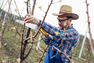 Pruning tree in pear orchard, farmer using handsaw tool 