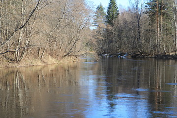  Spring in the forest