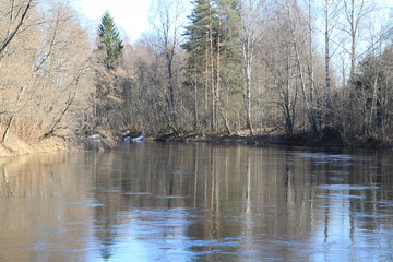  Spring in the forest