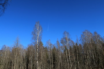  Spring in the forest