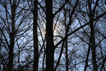  Spring in the forest