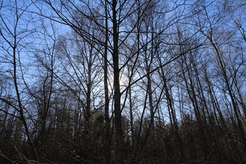  Spring in the forest