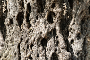 Bark on the trunk of an old olive tree, Greece.