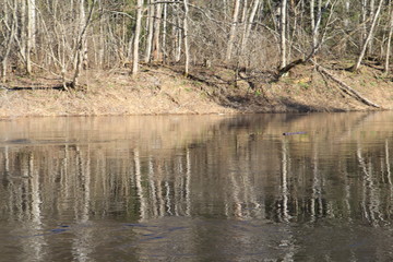  Spring in the forest