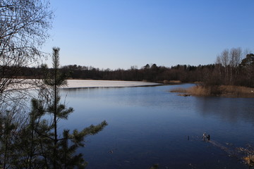  Spring in the forest
