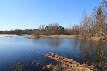  Spring in the forest