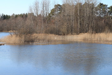  Spring in the forest