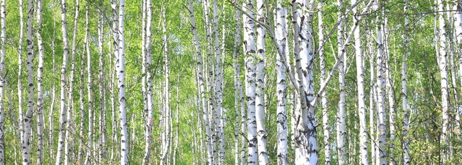 Young birch with black and white birch bark in spring in birch grove against the background of...