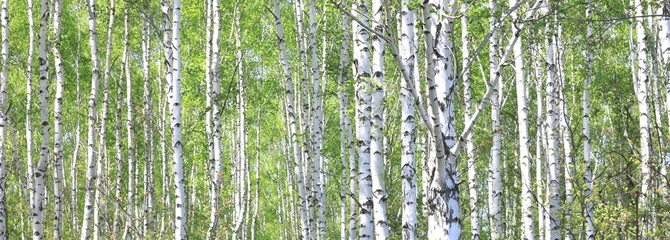 Foto op Plexiglas Young birch with black and white birch bark in spring in birch grove against the background of other birches © yarbeer