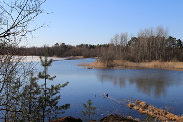  Spring in the forest