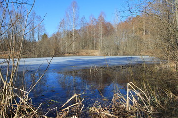  Spring in the forest