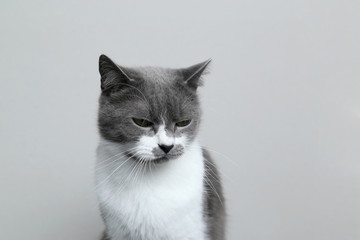 Obraz premium The gray cat is ashamed of drooping head. Punishment for the trick. Portrait of a cute pet.