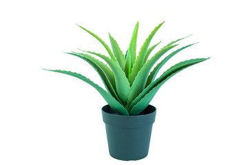 Aloe Vera Plant in black pot. Isolated white background.