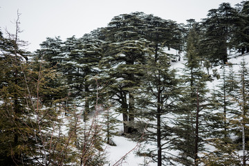 Fototapeta premium This is a capture for a Cedar forest in north Lebanon and you can see the trees covered in snow during winter