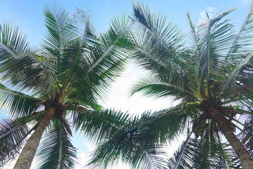 Fototapeta na wymiar Coconut tree with blue sky background,summer theme.