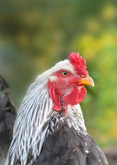 beautiful portrait of a rooster with white head on green background