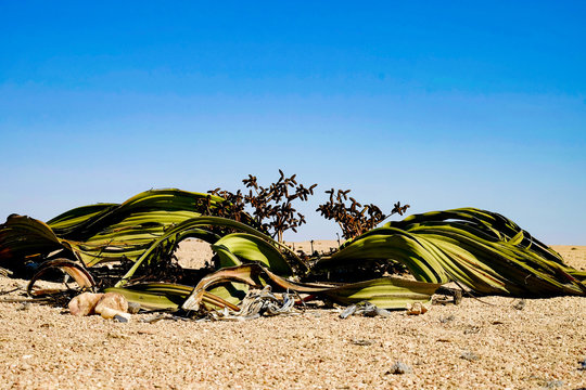 Welwitschie in Namibia