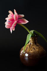 Tulpe / Schnittblume