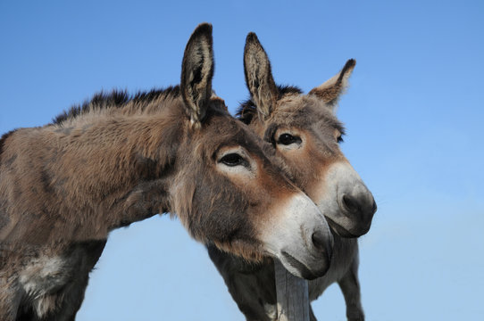 Two donkies