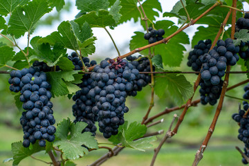bunch of red or black grape ripe purple bunch. Vineyards.