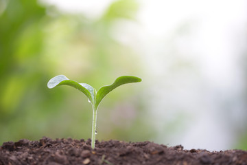 Young green plant with dew growing
