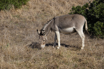 Donkeys in Asinara island
