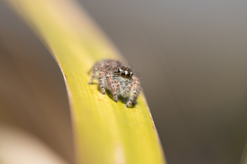 Small Jumping Spider on a leaf