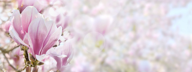 beautiful pink and white  flower of magnolia in a panoramic size