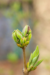 Young leaves and future flowers of lilac-tree