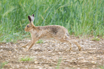 hHARE ABOUT YO RUN IN FIELD