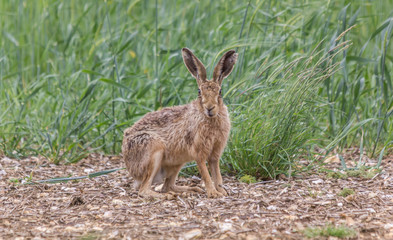 HARE LOOKING INTO CAMERA SITTING IN A FIELD