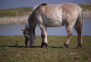 Discussion entre un Tarpan et un Sansonnet