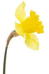Flower of yellow Daffodil (narcissus), isolated on white background