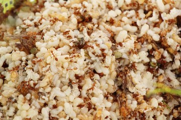 Eggs ants for cooking in the market