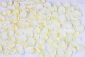white petals of roses on a light background