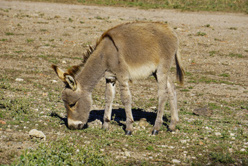 Donkeys in Asinara island