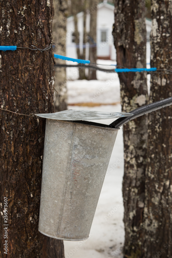 Wall mural collecting maple sap in a maple sugar camp, sap taps and pipeline