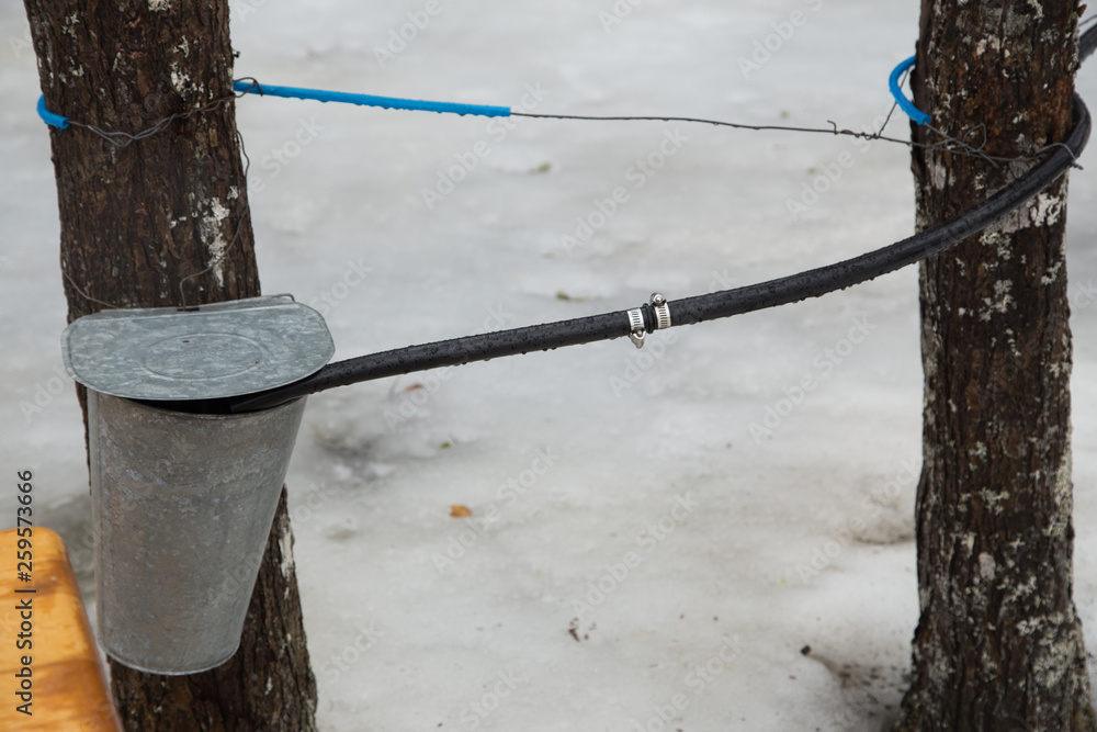 Sticker collecting maple sap in a maple sugar camp, sap taps and pipeline