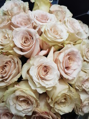 roses cream pink