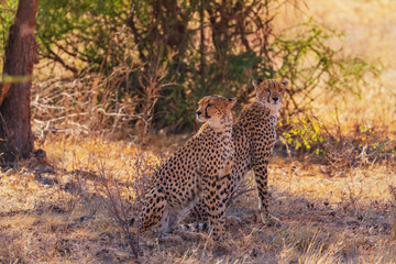 Two cheetah (acinonyx jubatus), African spotted big cats, sit in shade of tree and look in different directions. Samburu National Reserve, Kenya, Africa. Wildlife seen on safari vacation