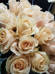 roses cream bouquet