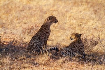Two cheetah, acinonyx jubatus, resting lying in shade of tree on dry scrub. Samburu National Reserve, Kenya, Africa. African big cats seen on safari