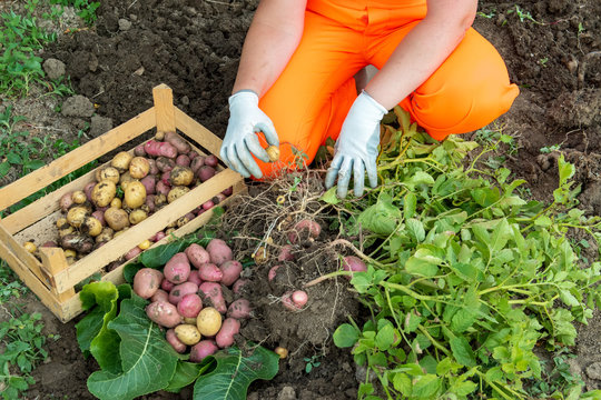 Young woman farmer in orange work clothes digs potatoes for food. First crop of pink young potatoes collected in the garden. Concept of ecological nutrition, biological, vegetarian style