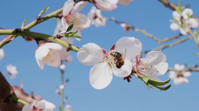 Bee pollinating blossom white almond flower in blooming orchard and flying away, close up. Honeybee on fruit branch. Bees collecting nectar of pollen on blooming almond tree flower. Springtime concept