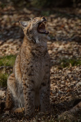 Lynx