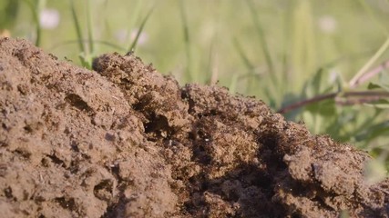 Red Fire Ant, horde of angry insect invaders swarm over new Anthill 4k