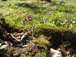 Beautiful flower among the moss.