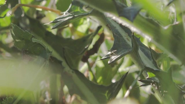Close up, Small Fly crawling over Texas Thistle leaves 4k